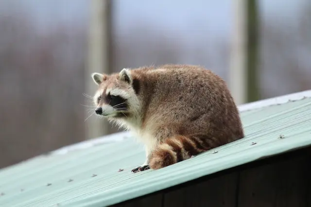 How to Get Rid of Raccoons From Your Garage