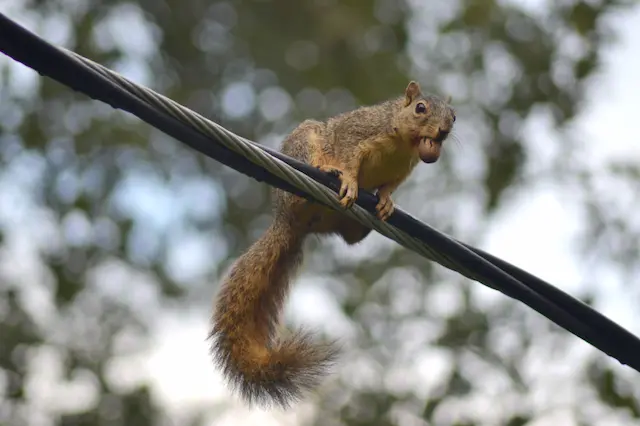 How to Prevent Squirrel Invasion