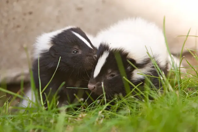 Organic Solution For Skunk Removal