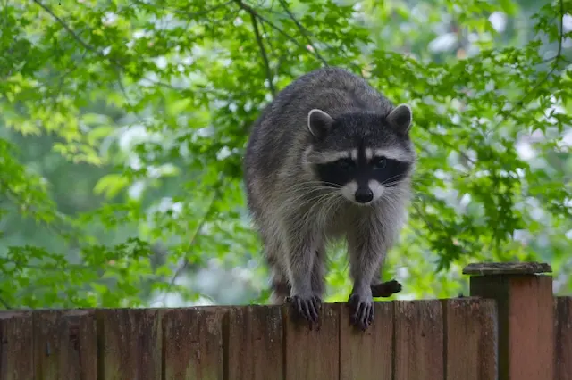 Raccoon Control and Removal Services