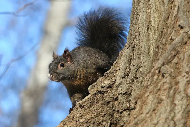 Squirrel Invasion Prevention Tips