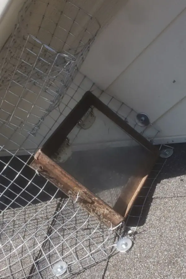 humane raccoon removal using one way door