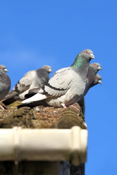 pigeon removal richmond hill