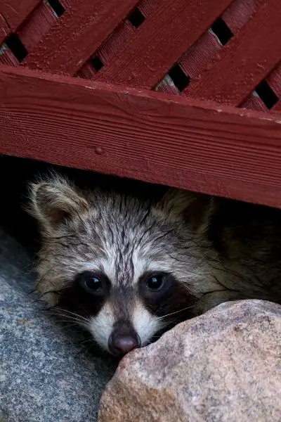 raccoon control richmond hill