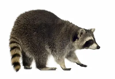 raccoon