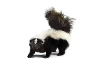 skunk