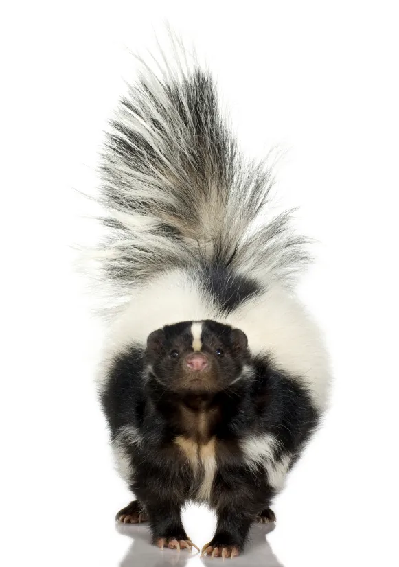 skunks control richmond hill