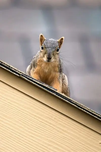 squirrel control richmond hill