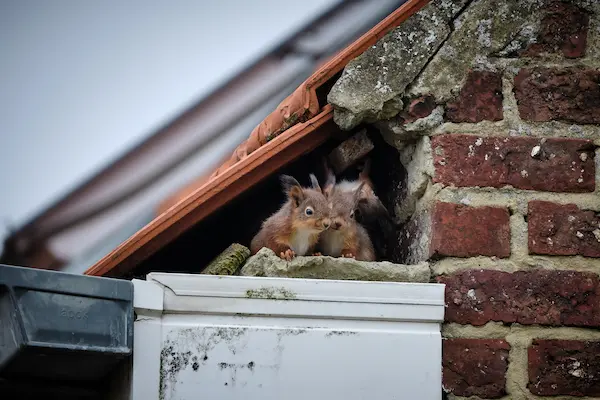 squirrel infestation richmond hill