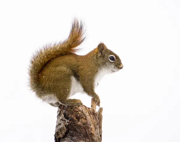 squirrel removal richmond hill